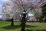 Cherry tress in High Park